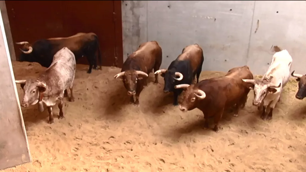Toros. Imagen de archivo: EiTB