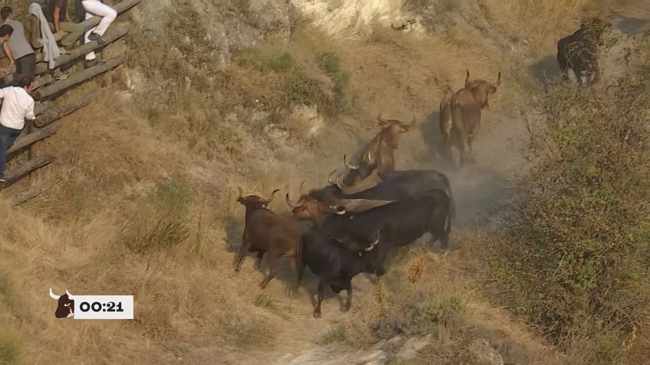 Las vacas de Teodoro Vergara nos han dado una de las imágenes más insólitas del Pilónn de Falces. Y es que, en este último encierro, las res han vuelto al corral tras su salida. Este encierro ha sido uno de los más largos con 3 minutos y 22 segundos.