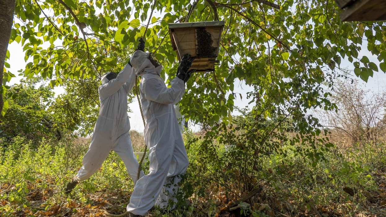due persone che lavorano in un campo con le arnie di api