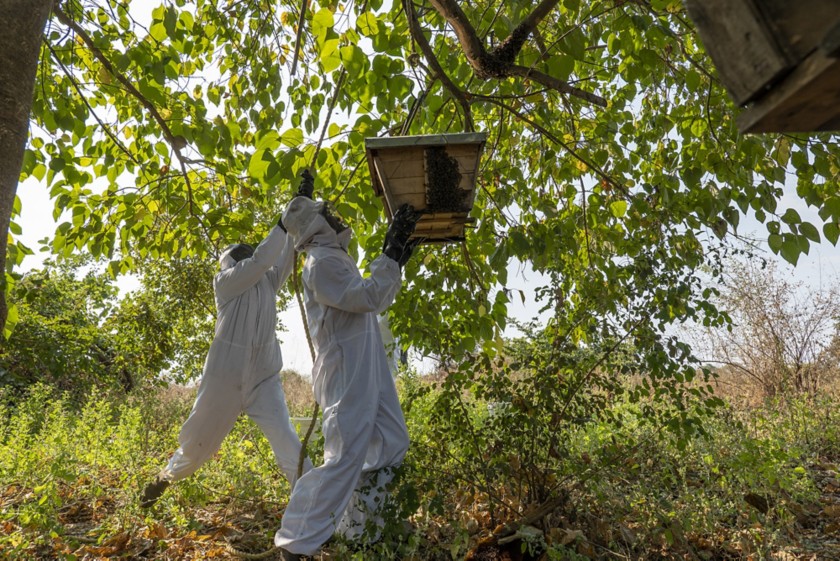 due persone che lavorano in un campo con le arnie di api