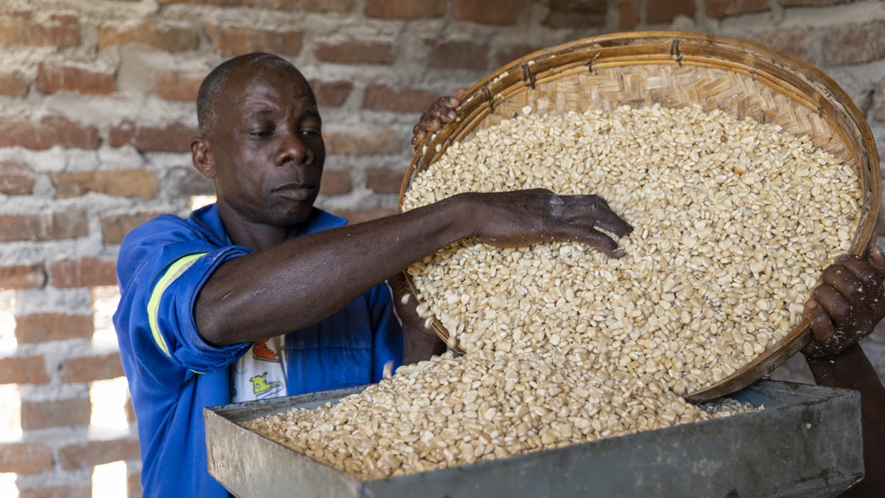 un ragazzo mette del grano nel mugnaio