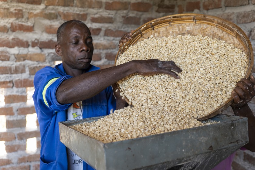 un ragazzo mette del grano nel mugnaio