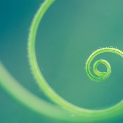 Blade of grass forming a spiral