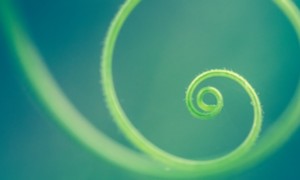 Blade of grass forming a spiral