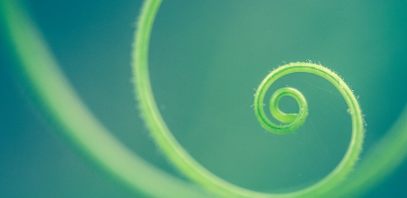 filo d'erba che forma una spirale 