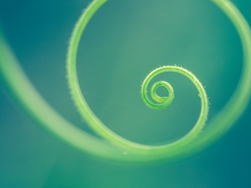 Blade of grass forming a spiral