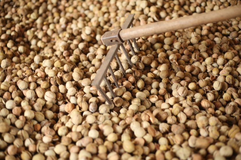 semi per la produzioni di bio combustibili