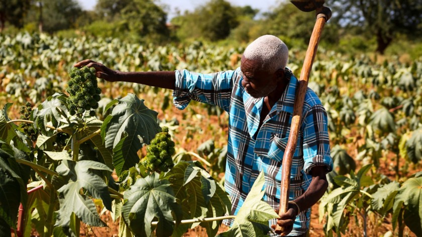 farmer in ricinus plantation