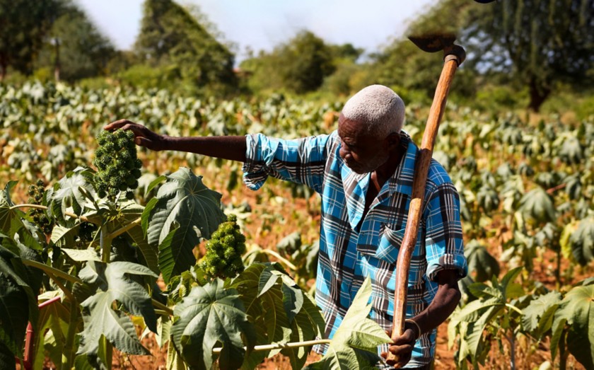 farmer in ricinus plantation