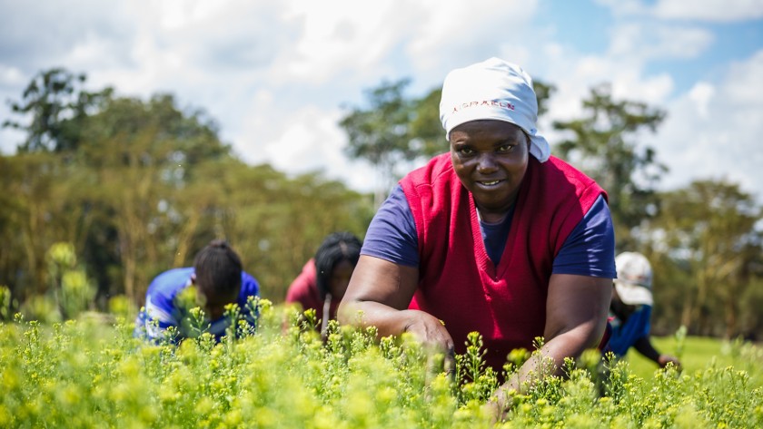 donna africana in piantagione del kenya