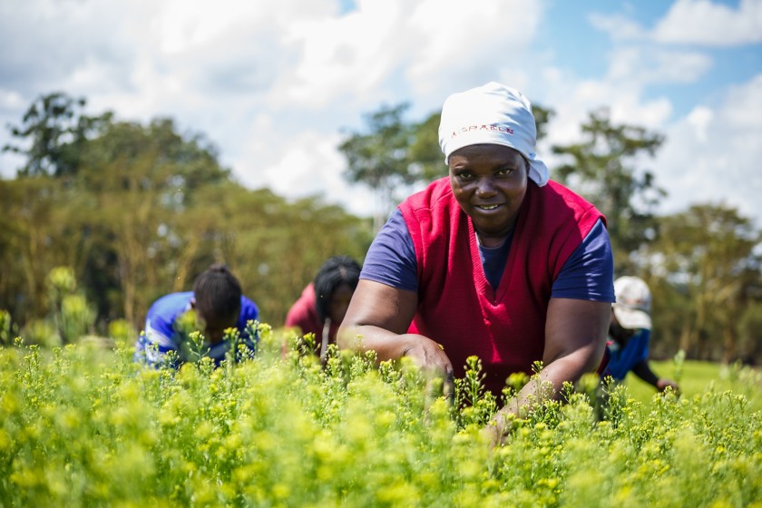 donna africana in piantagione del kenya