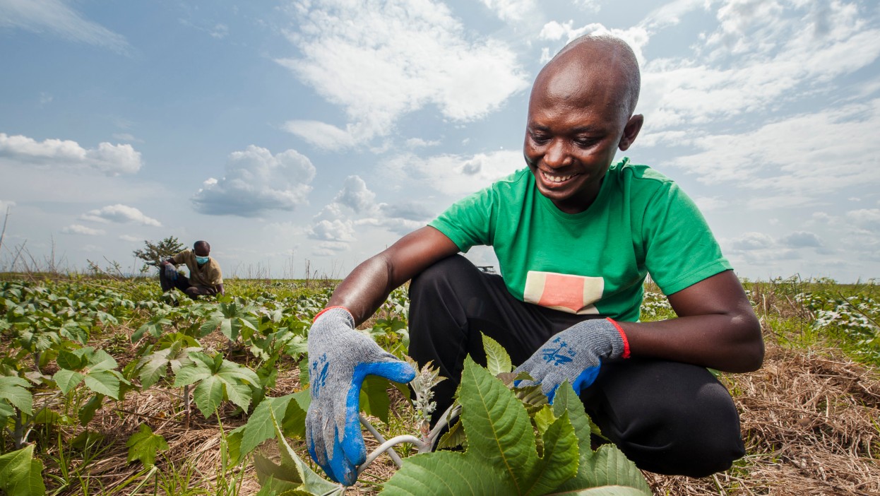 Farmer harvesting a castor plant