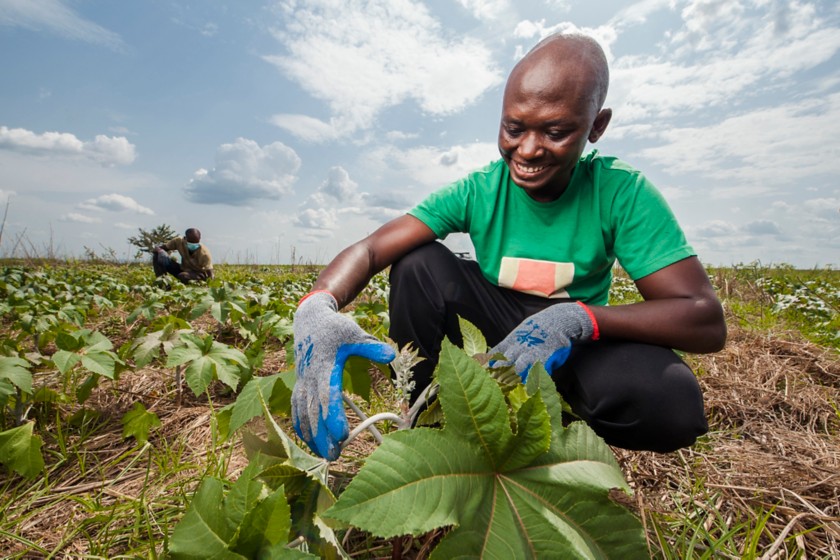 Farmer harvesting a castor plant