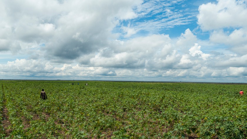 Visuale del campo di ricino in Kenya con agricoltori