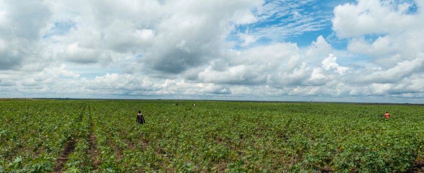 Visuale del campo di ricino in Kenya con agricoltori