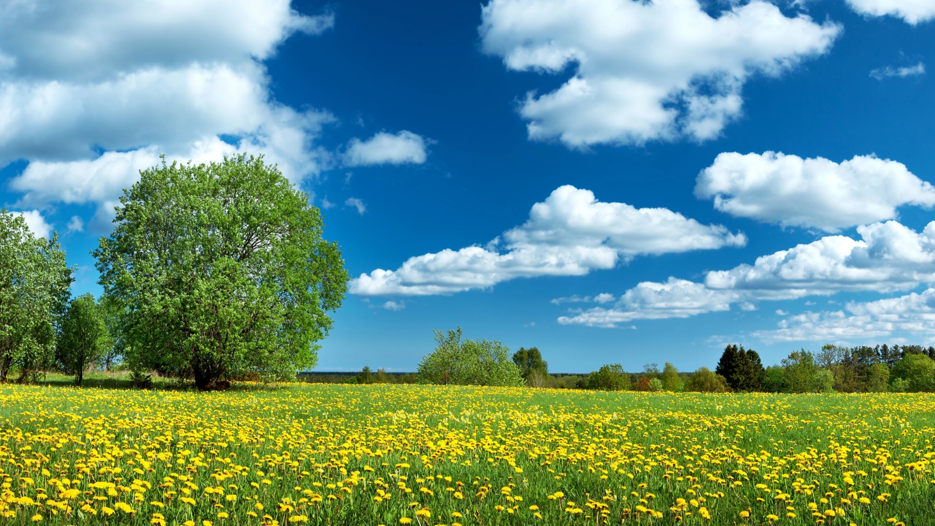 Campo con denti di leone e cielo blu