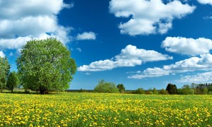 Field with dandelions and blue sky