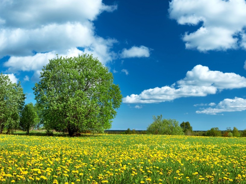 Campo con denti di leone e cielo blu