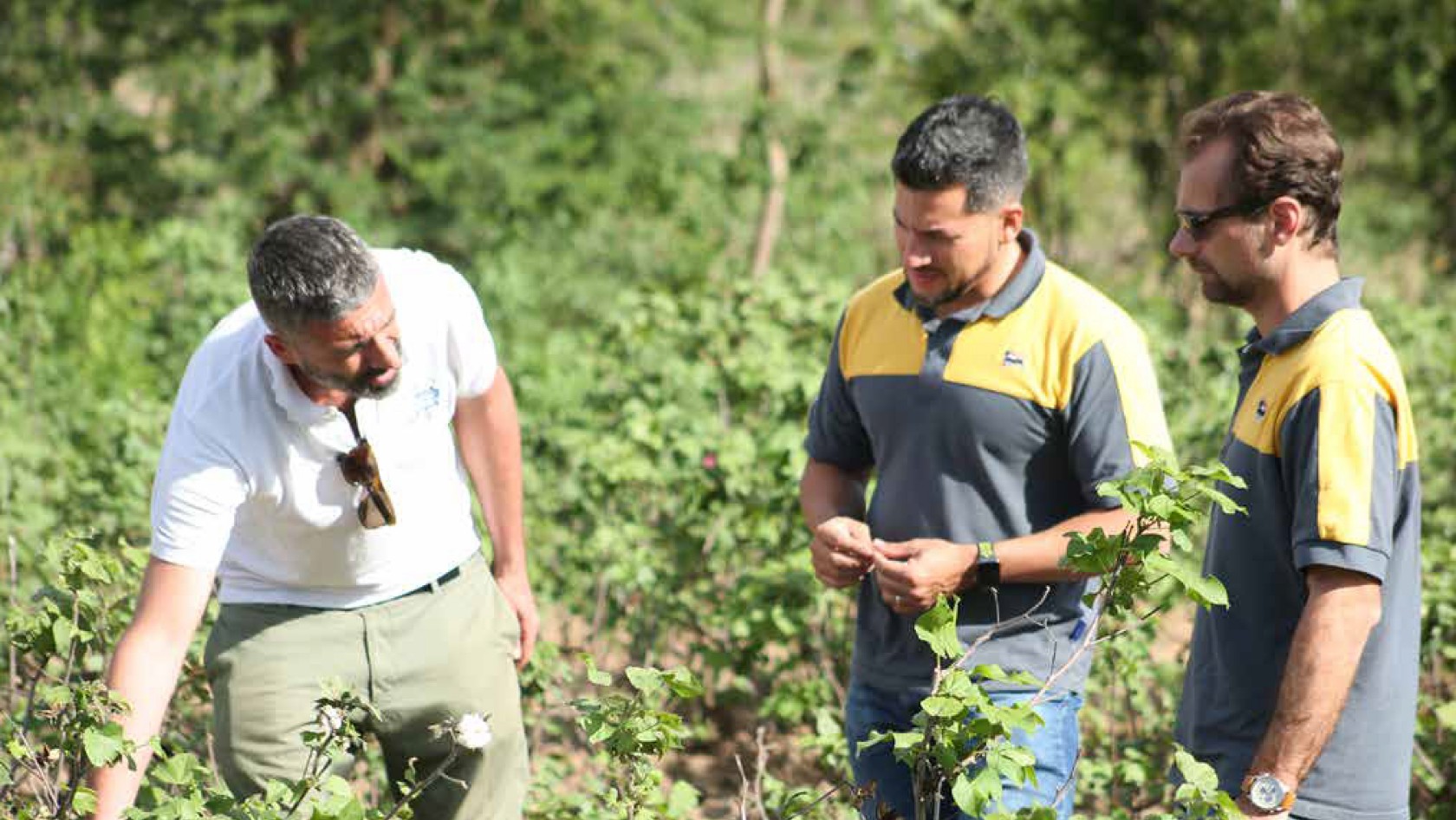 Three men are looking at the castor plants.