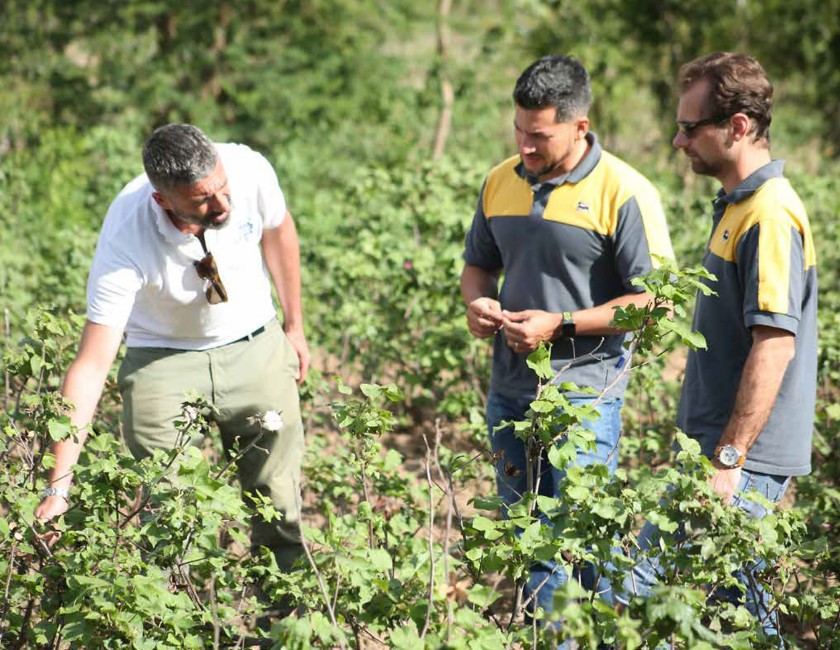 Three men are looking at the castor plants.
