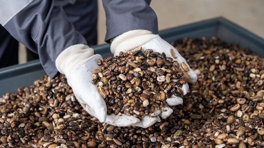 Two hands holding oilseeds.