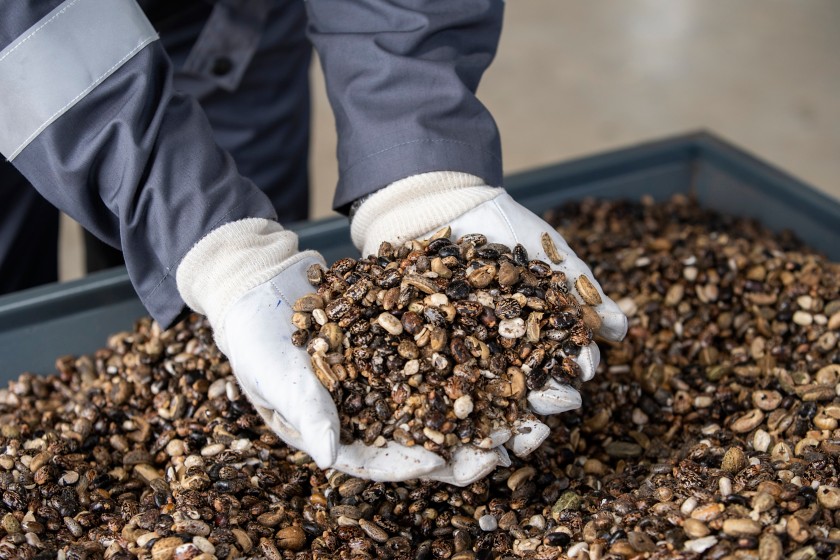Two hands holding oilseeds.