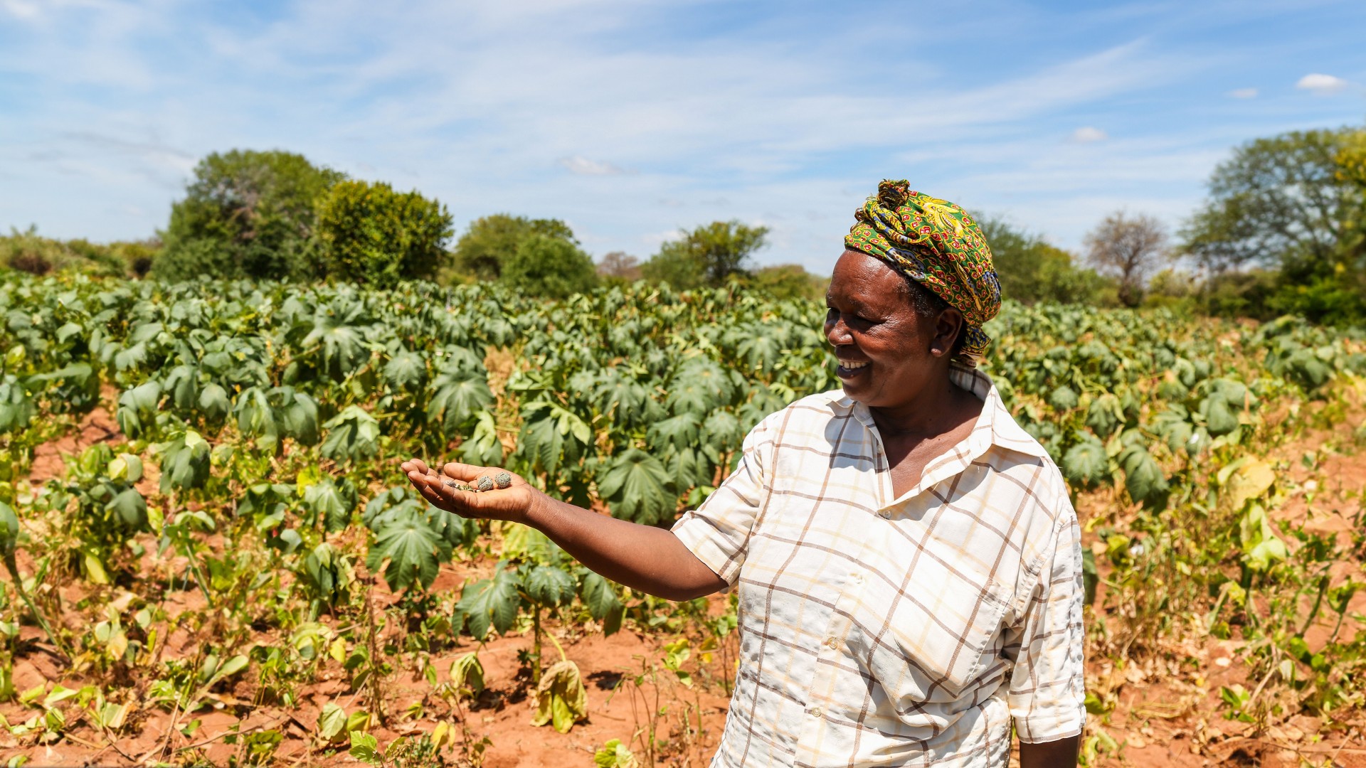 African woman holds castor beans in her hand