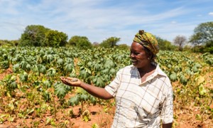 African woman holds castor beans in her hand