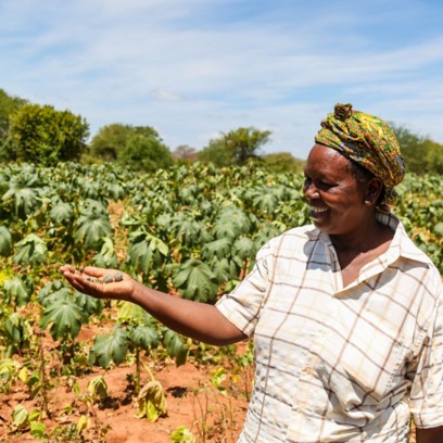 African woman holds castor beans in her hand