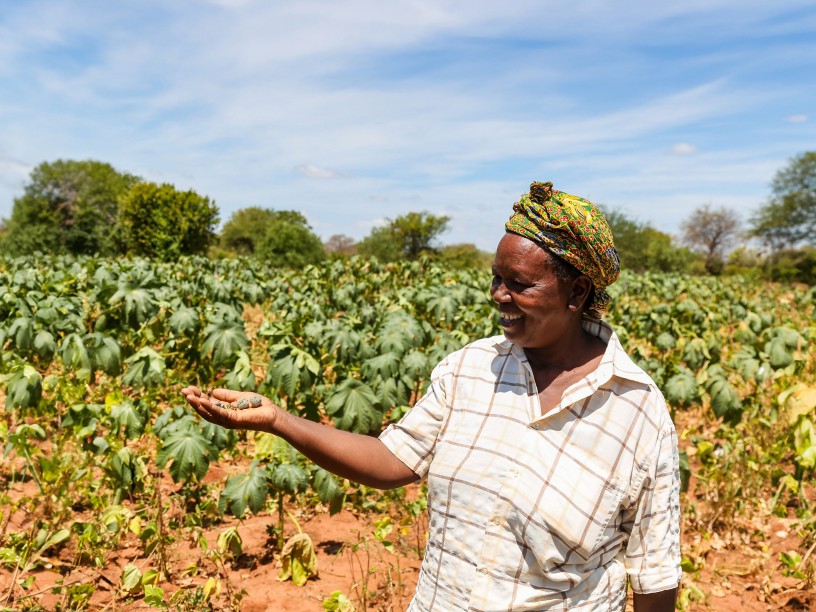 African woman holds castor beans in her hand