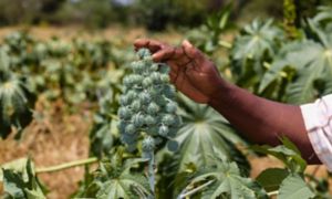 Dettaglio di mano di un agricoltore africano su pianta di ricino