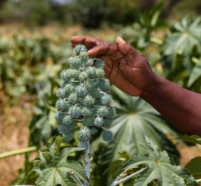 Dettaglio di mano di un agricoltore africano su pianta di ricino