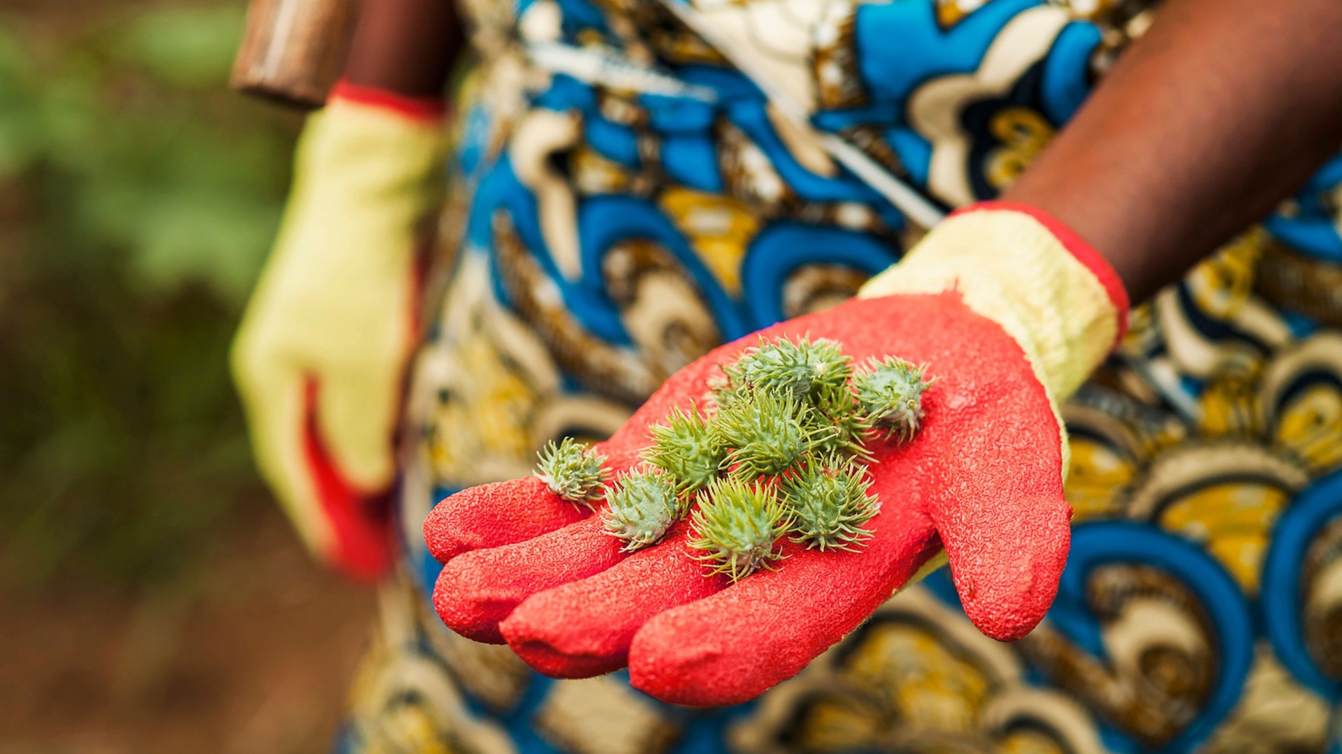 Farmer hand holding castor seeds