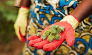 Hand with a red glove showing castor fruits