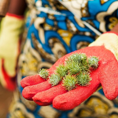 Hand with a red glove showing castor fruits