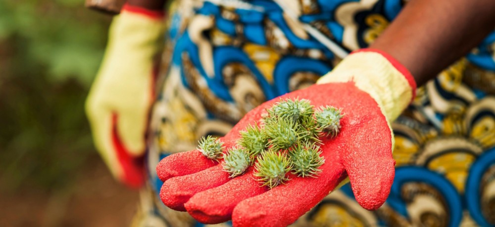 Farmer hand holding castor seeds