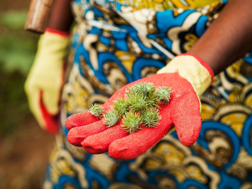 Hand with a red glove showing castor fruits