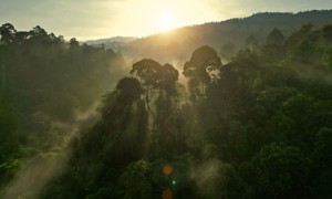 Foresta vista dall'alto con  raggi solari che attraversano gli alberi