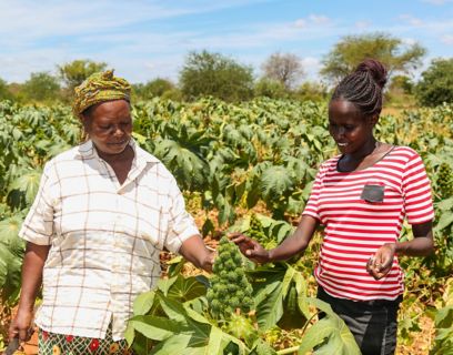 Due donne africane nel campo di piante per agrifeedstock