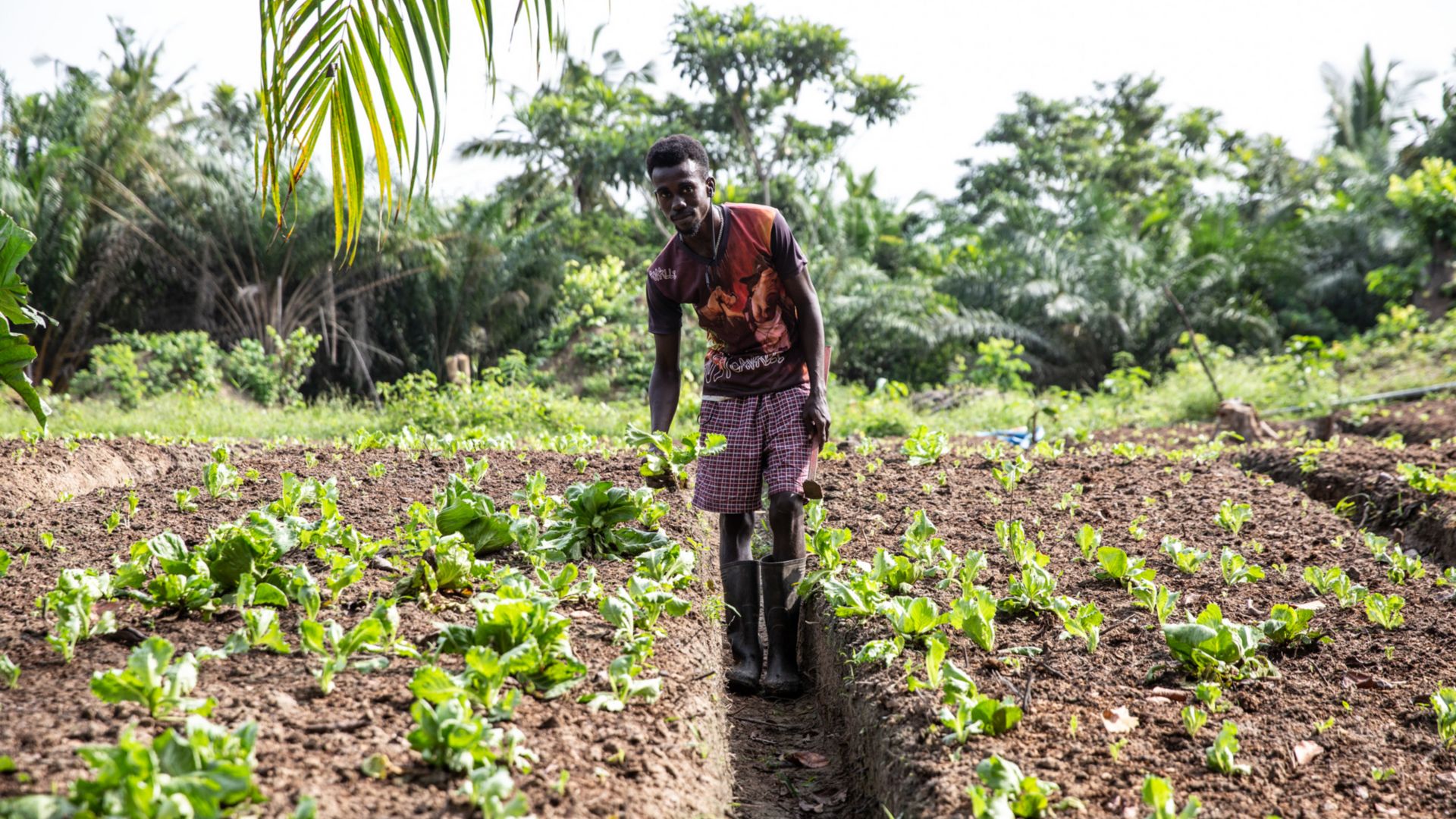 Uomo africano nel campo mentre pianta l’insalta nel terreno