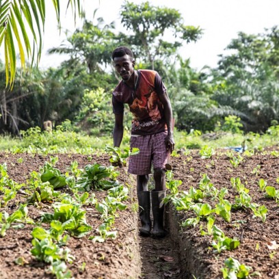 Uomo africano nel campo mentre pianta l’insalta nel terreno