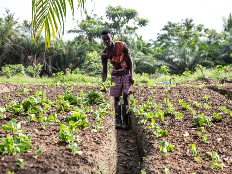 Uomo africano nel campo mentre pianta l’insalta nel terreno