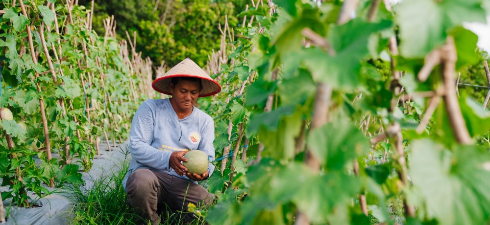 Farmer picks fruit in the field