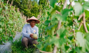 Agricoltore raccoglie frutta nel campo