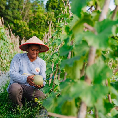 Farmer picks fruit in the field