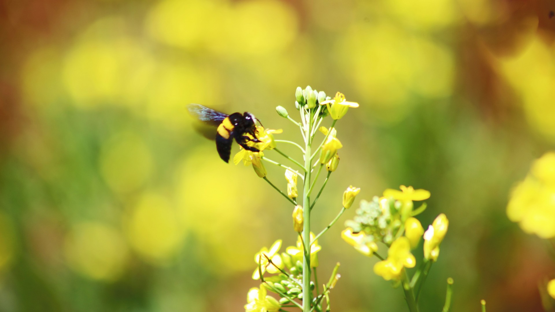 Bee on yellow flower