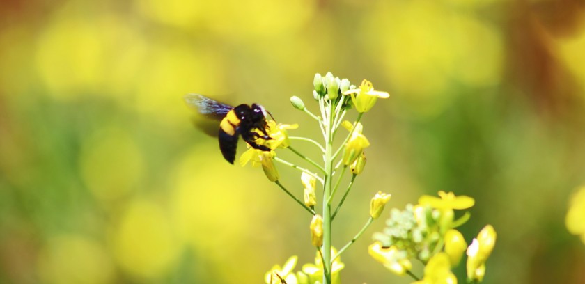 Bee on yellow flower