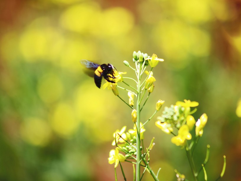 Ape sul fiore giallo