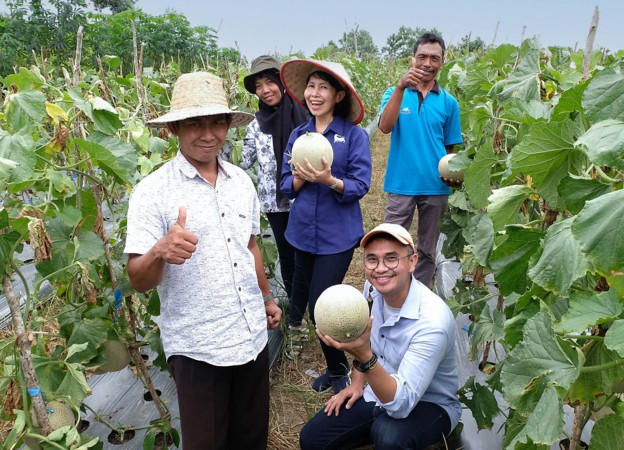 Due donne e tre uomini coltivatori indonesiani in un campo di meloni