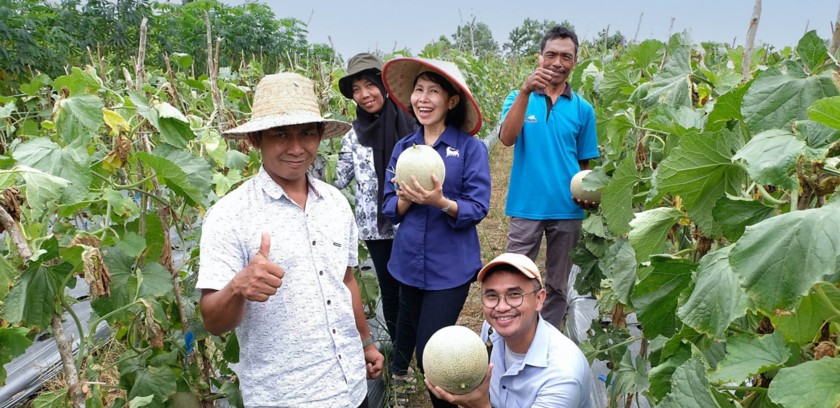 Due donne e tre uomini coltivatori indonesiani in un campo di meloni